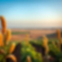 Expansive views of Dubai's agricultural landscapes