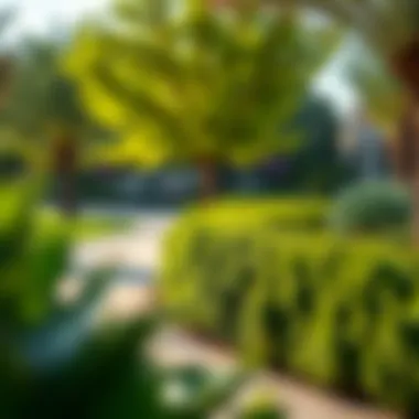 Serene landscape of JVC Park showcasing lush greenery