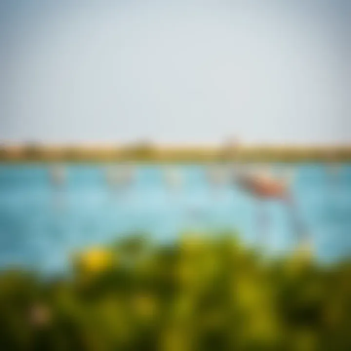 Flamingos wading in the sanctuary's serene waters