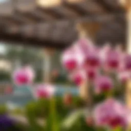 Elegant orchids flourishing in a Dubai garden setting