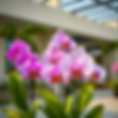 Orchids and Property Value Enhancement Impact of orchids on property value perception