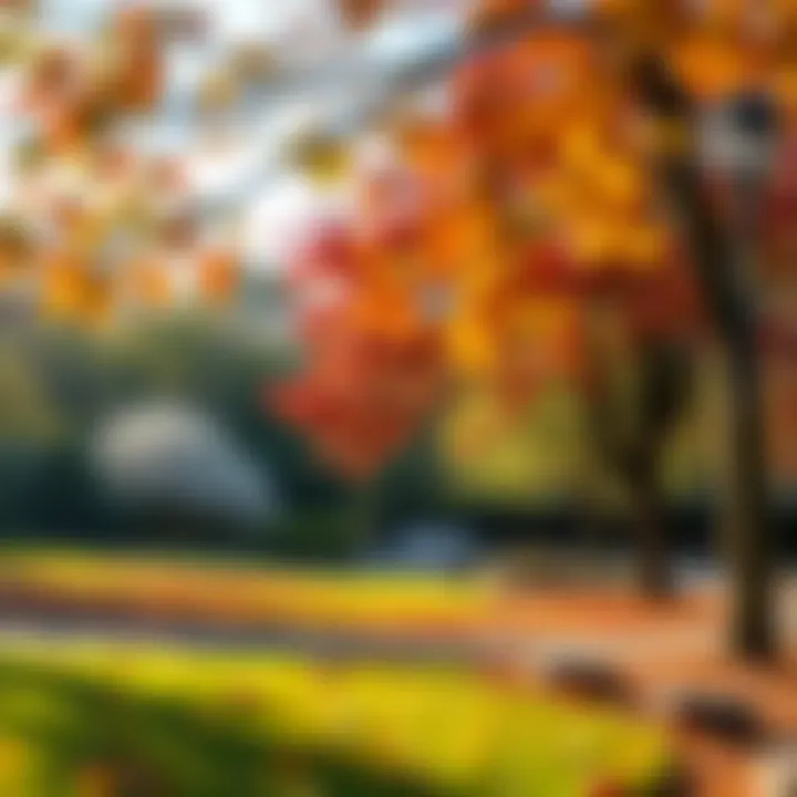 Seasonal changes in Shees Park's landscape